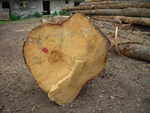 gal/Jesion/_thb_DSCN2838.JPG