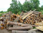 gal/Jesion/_thb_DSCN2840.JPG