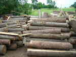 gal/Jesion/_thb_DSCN2841.JPG